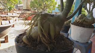 Su ghep cu quai dong gia 250k mot cay ngay 28/2/2019 (0939859799)