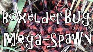 Boxelder Bug Mega-Spawn