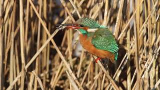 Ijsvogel Zeeland 12022021 3