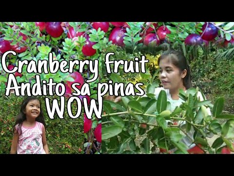 Video: Paano Magluto Ng Mga Cranberry