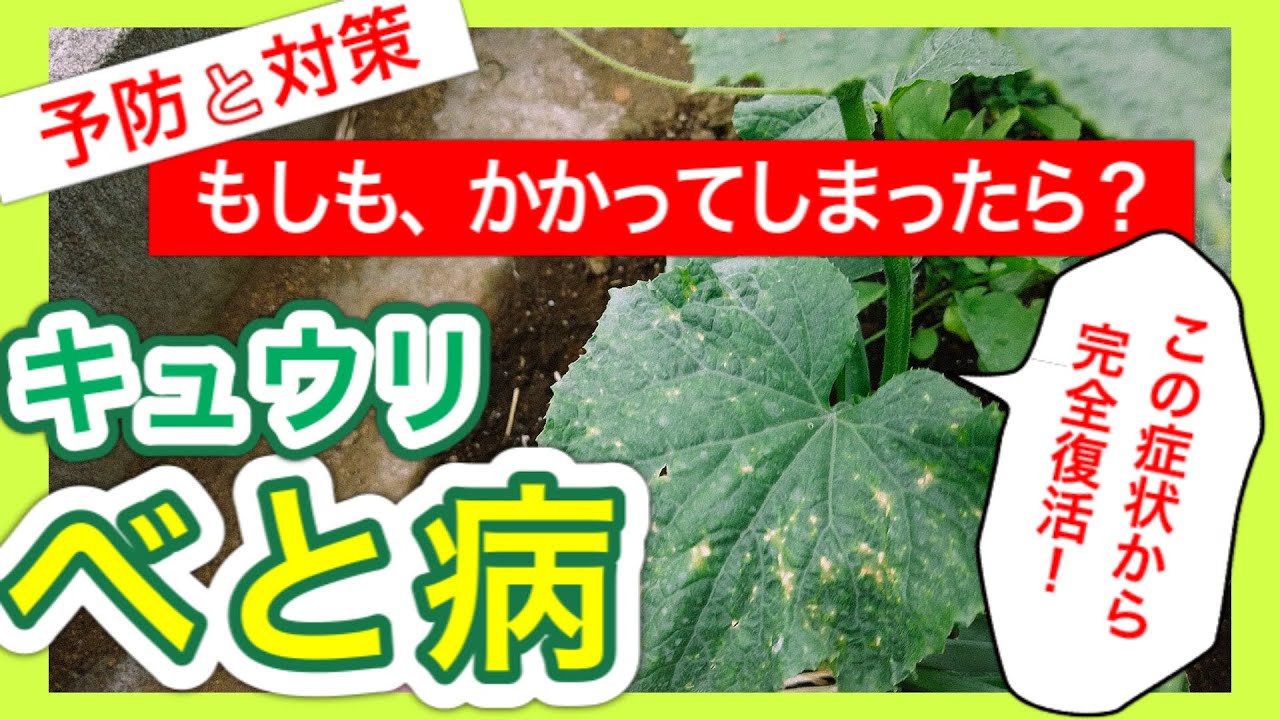 キュウリのつる割病 ある日突然 葉っぱが萎れたら 狭い庭で家庭菜園 Youtube