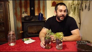 DIY Self-Watering Mason Jar Herb Planters!  Growing Herbs in the Kitchen Window.
