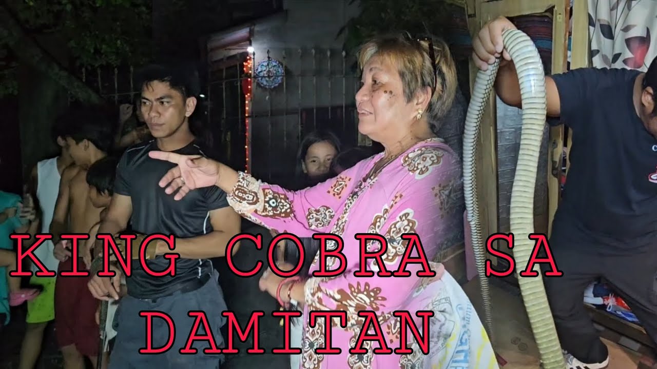 KINGCOBRA SA DAMITAN MUNTIK NA SI COBRAKING 