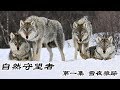 《自然守望者》第四季 第一集 雪夜狼踪 | CCTV纪录