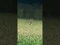 These Bucks were FIRED UP! #whitetail #bigbucks #youtubeshorts