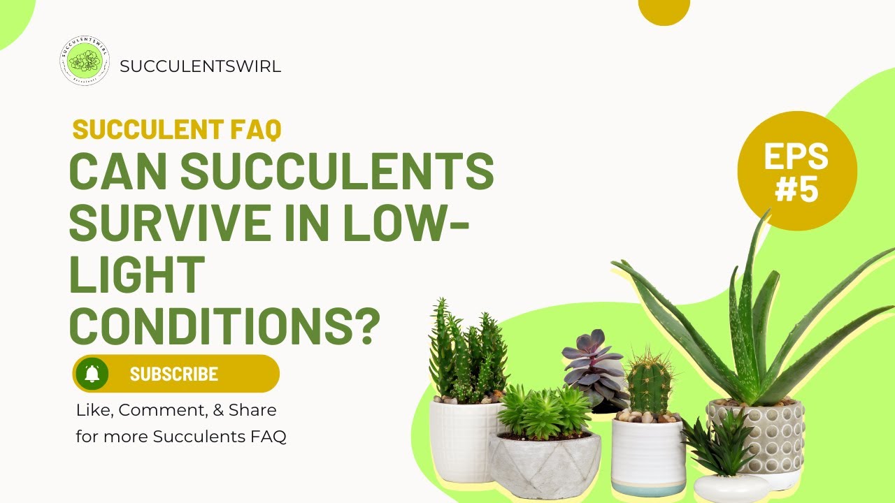 Can succulents survive in lowlight conditions? YouTube