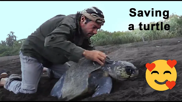 Jerry Swift saves a turtle