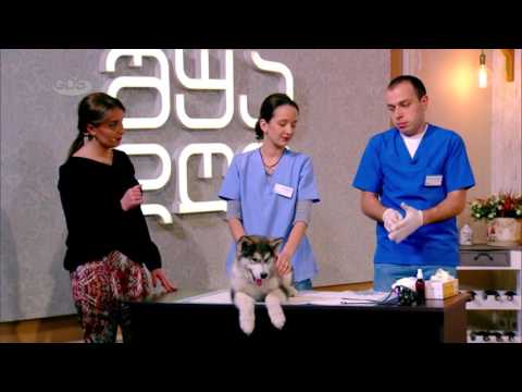 ძაღლის დაჩიპვა პირდაპირ ეთერში | იდენტიფიცირების პროცესი