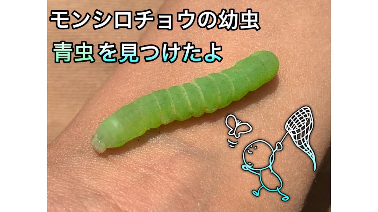 イモムシ モンシロチョウの幼虫 アオムシ を捕まえたよ Youtube イモムシ モンシロチョウの幼虫 アオムシ を捕まえたよ Youtube