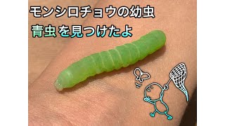 【イモムシ】モンシロチョウの幼虫（アオムシ）を捕まえたよ