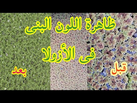 أزولا مشكله ظهور اللون البنى فى الأزولا اسباب وطريق العلاج زراعنجى