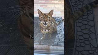 Aramis möchte lieber durch die Haustür statt durch die Katzenklappe #miau #katze #katzen #kater
