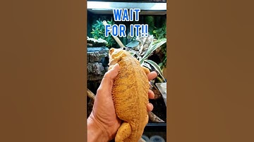 MY BEARDED DRAGON TURNS INTO A BALL PYTHON!! #shorts