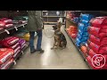 On Leash Dog Obedience Training - German Shepherd Puppy