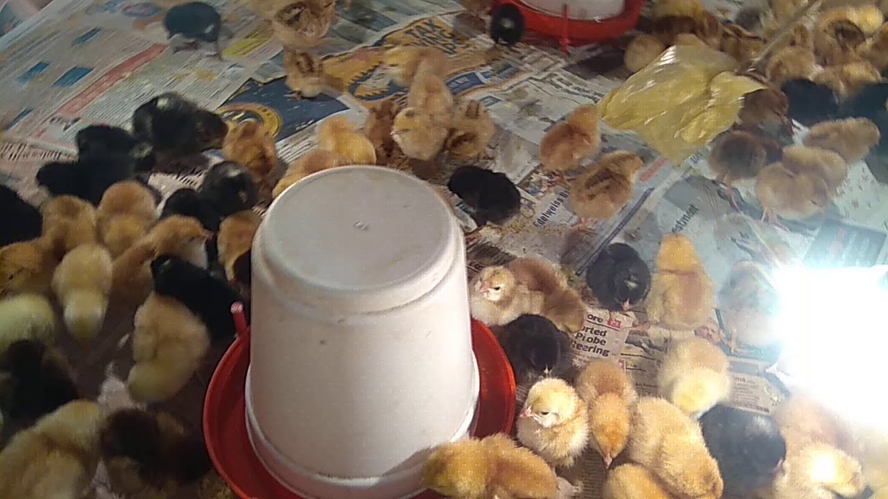 Brothers poultry farm YouTube