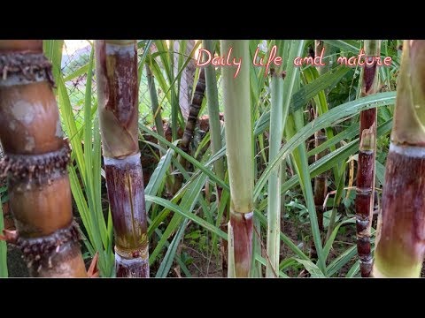 How To Grow Sugar Cane | Sugar Cane Growing | Daily Life and Nature - YouTube