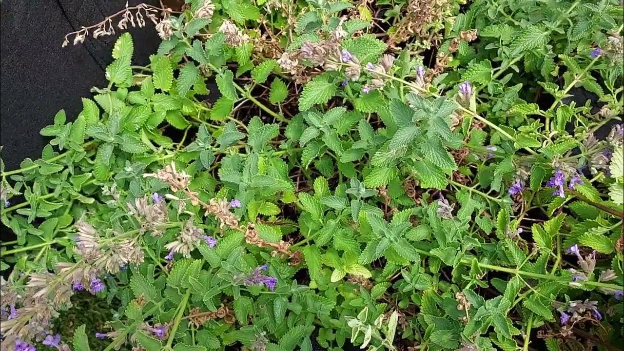 Catnip vs Catmint Side By Side Comparison YouTube