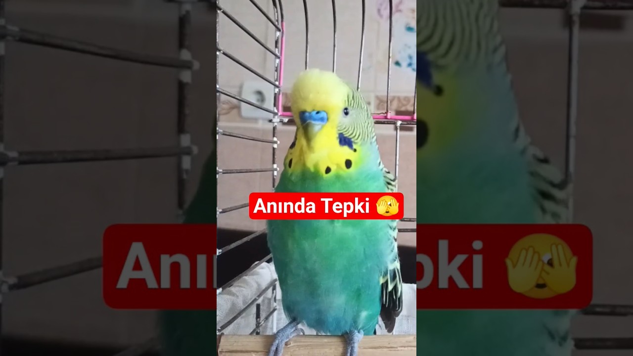 Muhabbet Kuşu Sesi #birds #talkingparot #muhabbetkuşu #budgies #parrot #parakeet #birdsong #cute