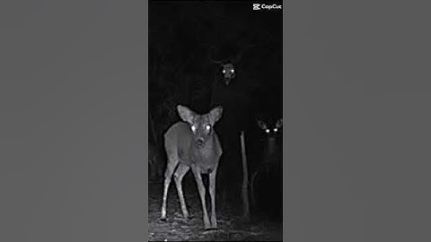 Thumbnail of Wendigo//- #wendigo #scary #creepysounds