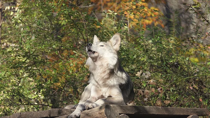 Endangered Mexican Gray Wolf Alléno Howls