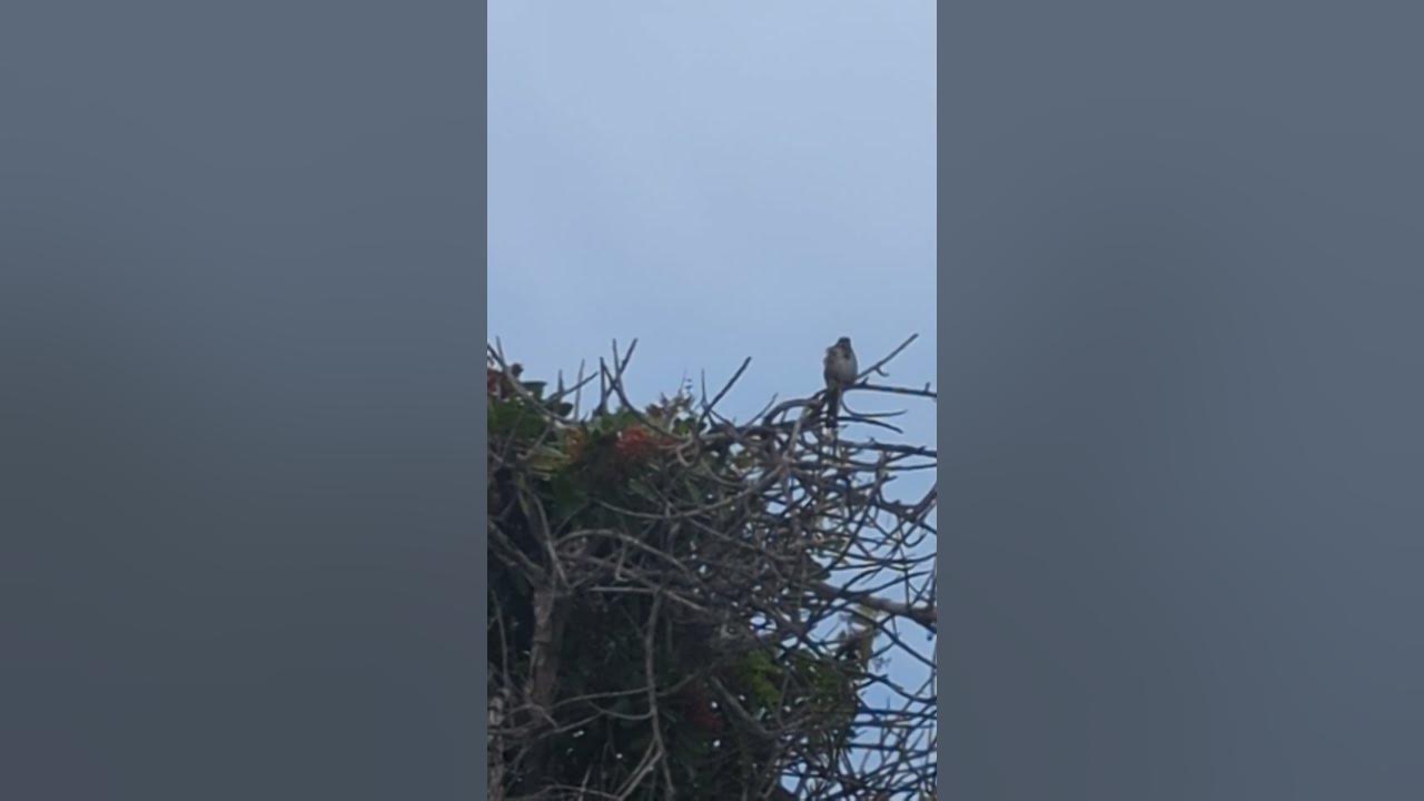 song-sparrow-call-youtube