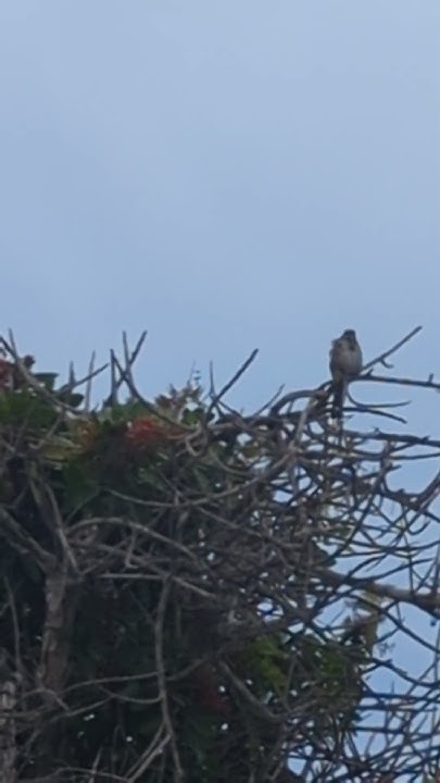 song-sparrow-call-youtube