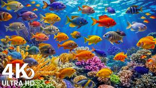 Dive Into the Best Ocean Aquarium 4K — Relaxing Marine Paradise with Gentle Water Sounds