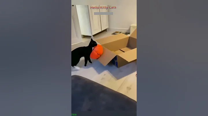 Video 6390701: cat purring funny, cat purring loudly