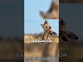 Обезьяна спасла чужую мать от медоеда 🐒 #спасение #животные #обезьяна