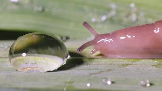 Slug vs water droplet  #4  UHD 4K