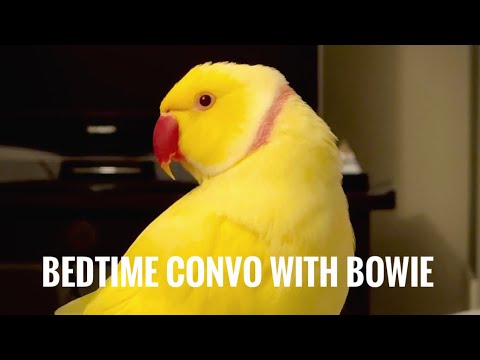 Bedtime Conversation