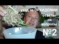 уход за ОРХИДЕЯМИ вопросы и ответы, выпуск №2 от 30.09.2018