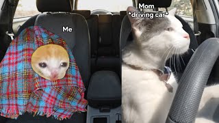 Cat memes road trip with mom