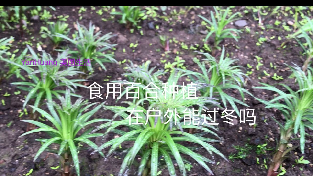 食用百合种植在户外能过冬吗 Youtube
