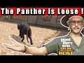 El Rubio&#39;s panther is loose! Gta Online