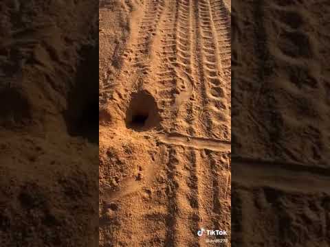 يبي بن طمرة يطلع الداب