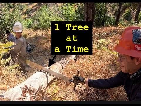 The Hardest Tree to Cut | Diaries from a Greenhorn Sawyer - YouTube