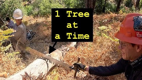 The Hardest Tree to Cut | Diaries from a Greenhorn Sawyer