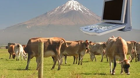 Cow Pregnancy Of 47 Days, Viewing It Using A Veterinary Ultrasound Scanner KX5000V