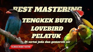 MASTERAN CENDET TENGKEK BUTO ,LOVEBIRD SAMBUNG PELATUK