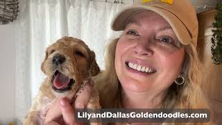 Lily and Dallas Goldendoodles Vlog #4 ~ F1 Standard Goldendoodle Puppies almost 4 weeks old!