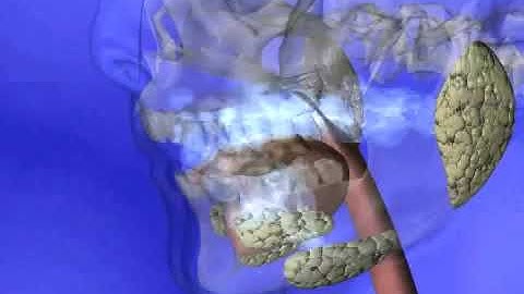 Animation of a Person Chewing - 7.3 Metabolic Reactions Lesson 5