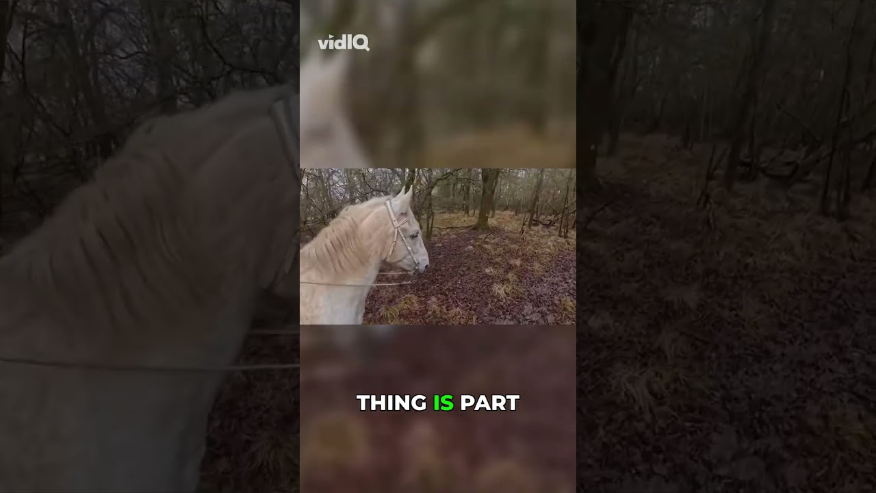 Hedge Knight? The TRUE Medieval Term Revealed!