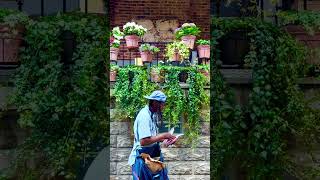 RailScapes™️ from PlantTraps.com #balconygarden #plants