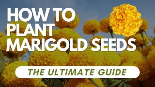 How to Plant Marigold Seeds  The Ultimate Guide