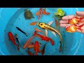 Serok ikan hias warna warni ikan koi ikan molly ikan layang layang kura kura ikan slayer part 27