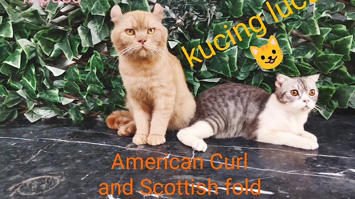 Watch the video about Kucing lucu, tingkahlaku kucing American Curl and Scottish fold @zaekombimpuss