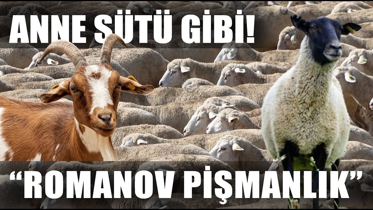 Anne Sütüne En Yakın Süt! 