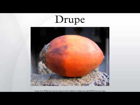 Drupe