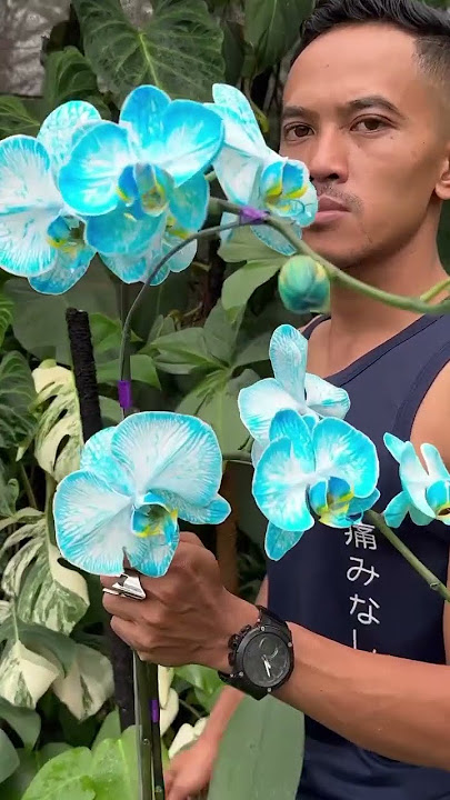 Anggrek bulan biru #anggrekbiru #blueorchid
